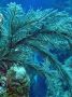 AmbergrisCaye05 - 066